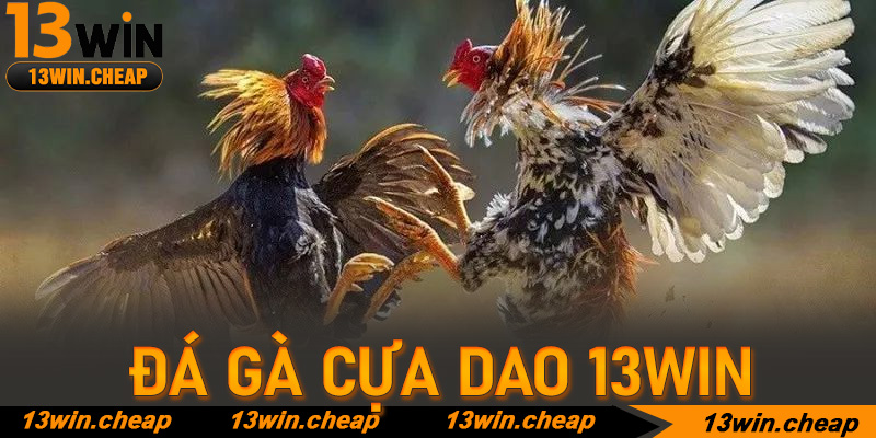 Bí thuật luyện kê: Khi chiến kê trở thành những sát thủ thực thụ