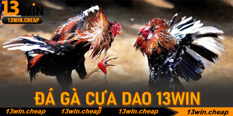 Đá gà cựa dao 13win – Vũ điệu tử thần trên những lưỡi thép sắc lẹm
