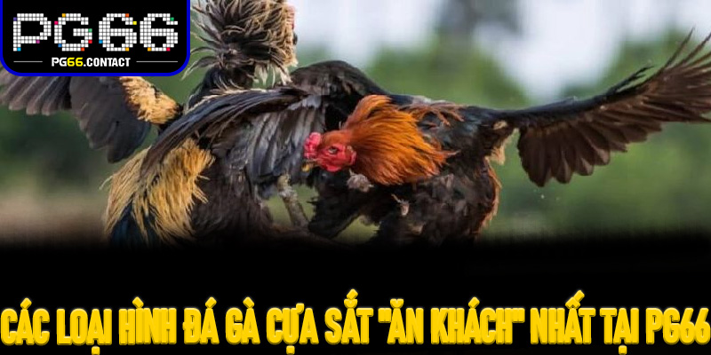 Các loại hình Đá Gà Cựa Sắt "ăn khách" nhất tại Pg66