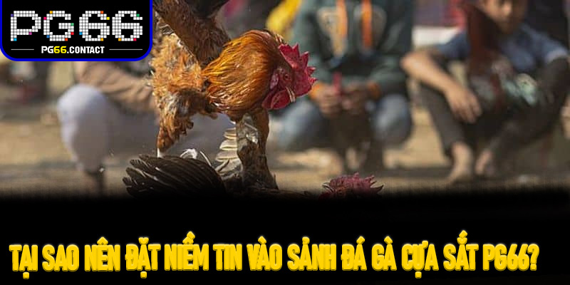 Tại sao nên đặt niềm tin vào sảnh Đá Gà Cựa Sắt Pg66?