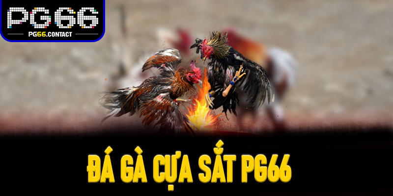 Đá gà cựa sắt