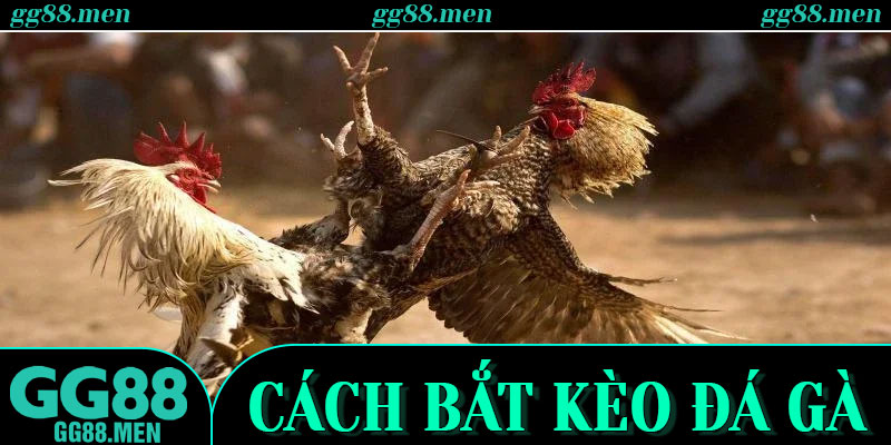 Bước Vào Thế Giới Đá Gà Trên GG88